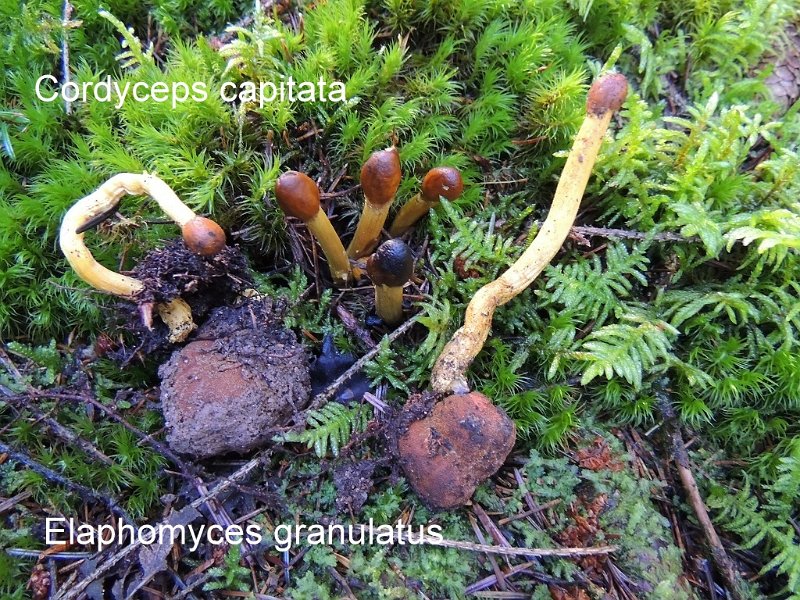 Tolypocladium capitatum-amf522-Elaphomyces granulatus.jpg - Tolypocladium capitatum capitata & Elaphomyces granulatus ; Nom français: Cordyceps capité & Truffe des cerfs